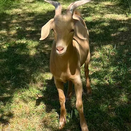 Le Chatenet 1689 Брантом