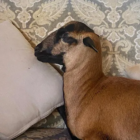 Le Chatenet 1689 Гостевой дом Брантом