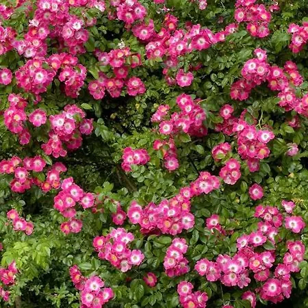 Le Chatenet 1689 Брантом