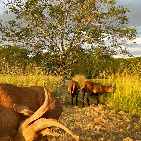 Le Chatenet 1689 Гостевой дом