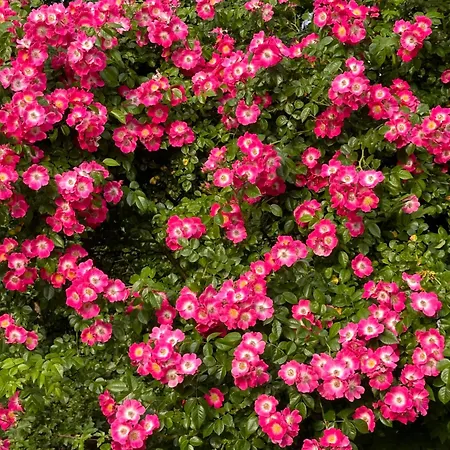 Le Chatenet 1689 Гостевой дом 3*