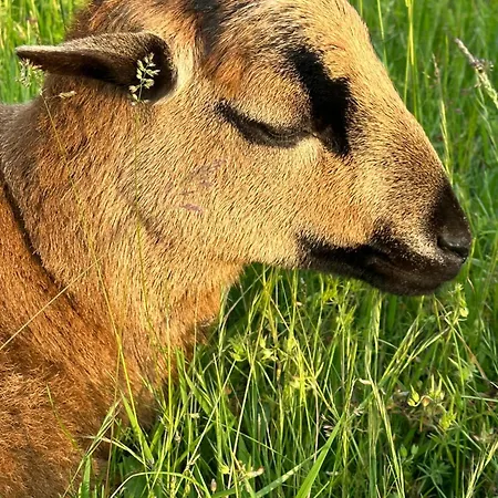 Le Chatenet 1689 Гостевой дом Брантом