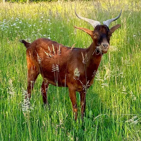 Le Chatenet 1689 Брантом