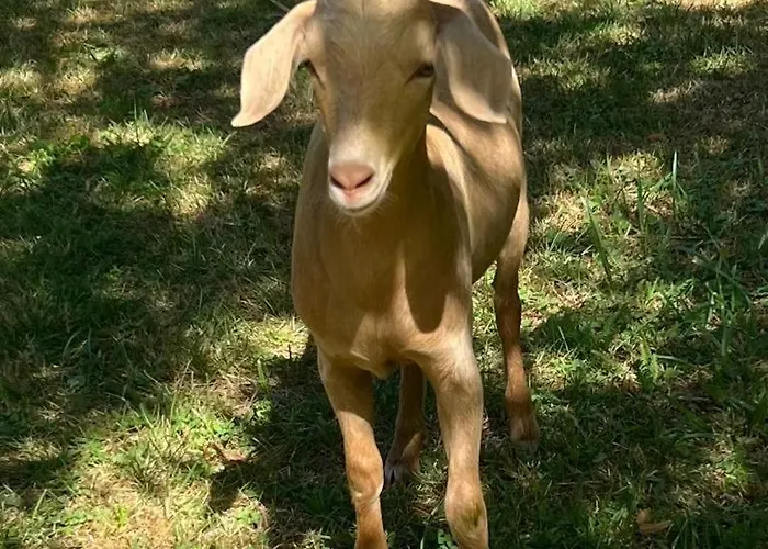 Le Chatenet 1689 Brantôme
