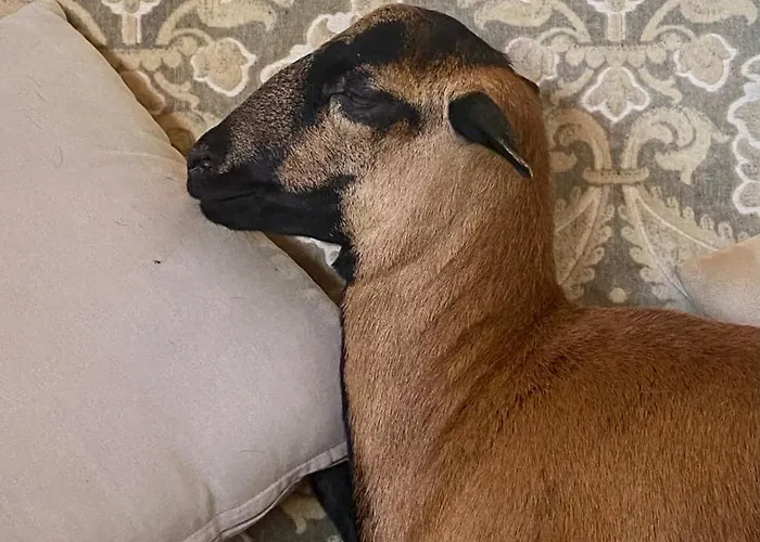 Le Chatenet 1689 Gasthuis Brantôme