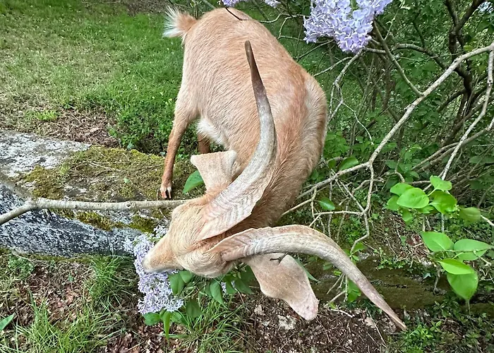 Gasthuis Le Chatenet 1689 Brantôme