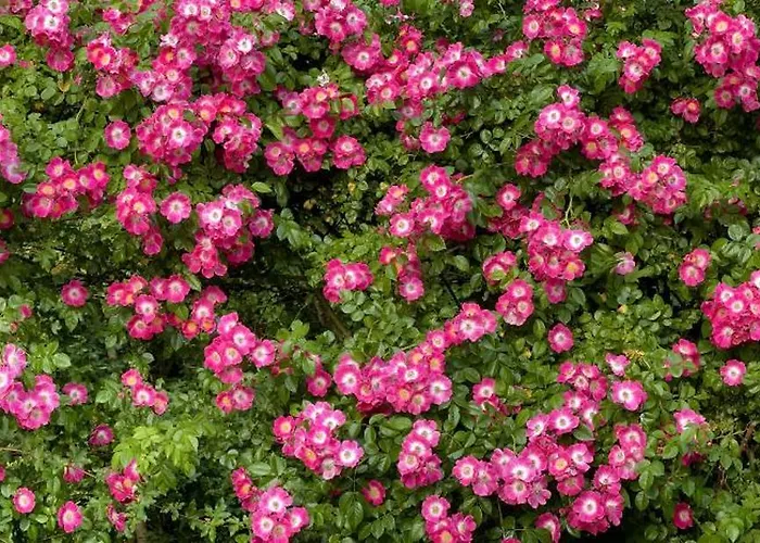 Le Chatenet 1689 Brantôme