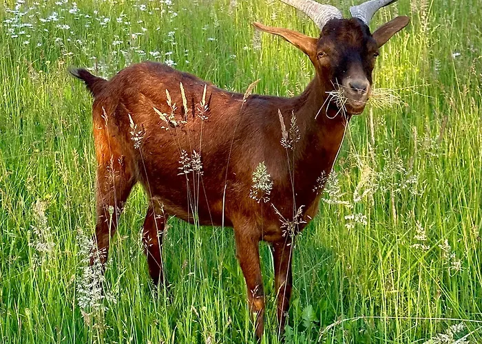 Le Chatenet 1689 Brantôme